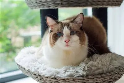 Petpals, Tundra 4 Level Iron Grey Cat Tree W/ Scratching Post & Perch - PremiumPetsPlus
